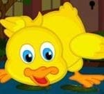 Cute Duckling Bird Escape